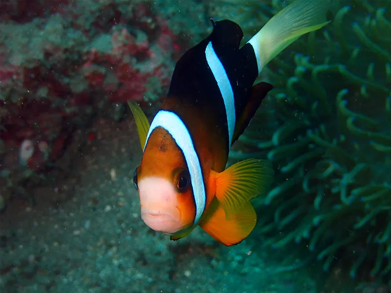 小丑魚